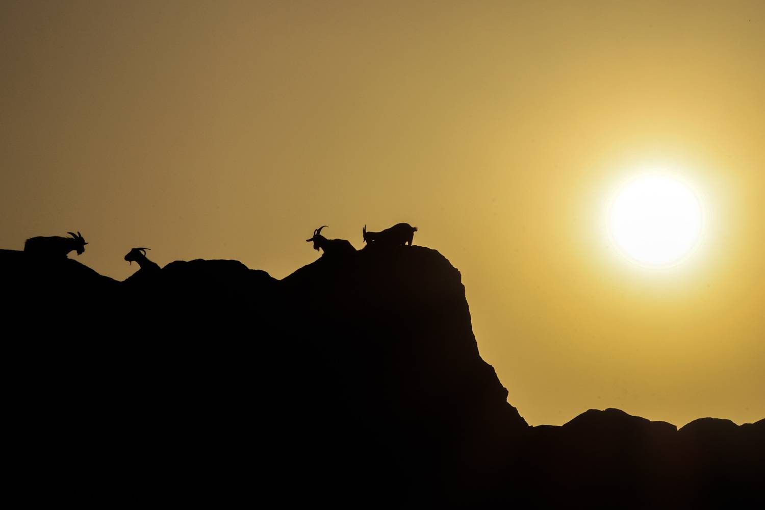 утро, рассвет, козы, животные, дагестан, Magov Marat