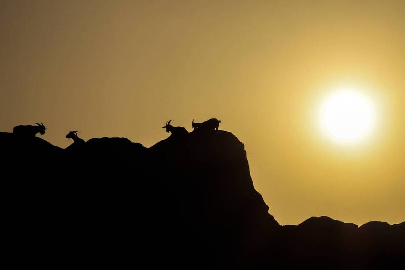 утро, рассвет, козы, животные, дагестан Утро в горах.. фото превью