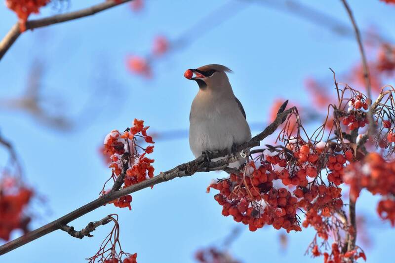 сибирь, зима, мороз, птица, свиристель, обед, рябины, фотоохота Свиристель за обедом фото превью
