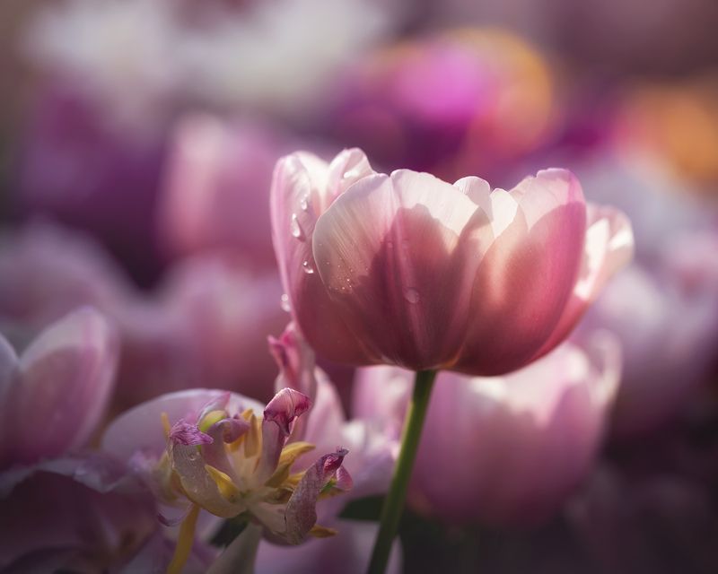 *** фото превью