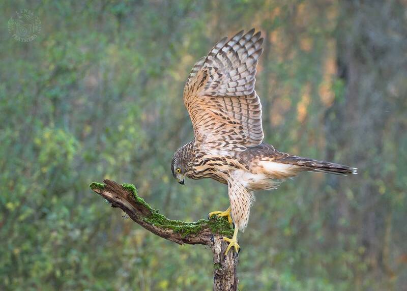 Ястреб-тетеревятник - Lens and Feathers фото превью