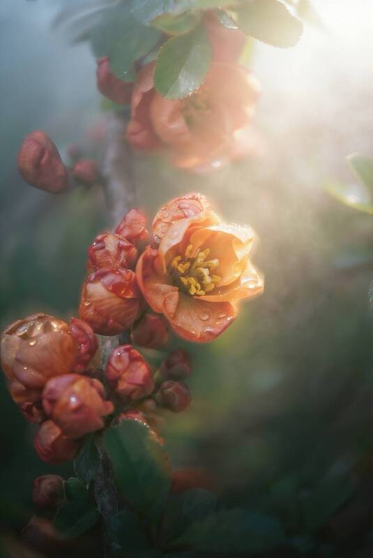 макро, macro, айва, цветы, flowers Айва фото превью