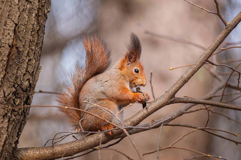Белка фото превью