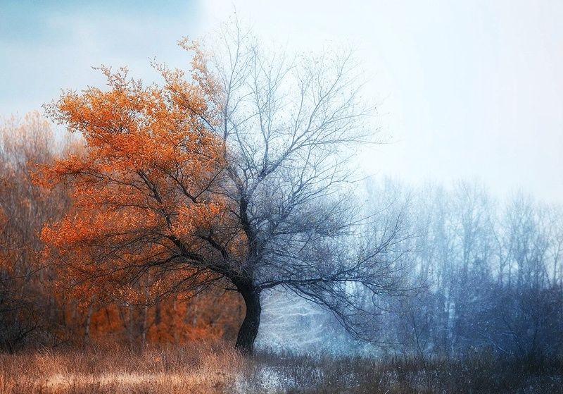 Зииа, Осень, Россия  фото превью