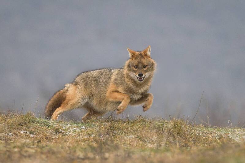 Золотой шакал фото превью