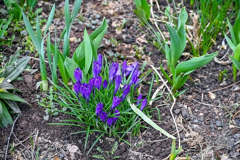 Крокусы в Москве появились фото превью