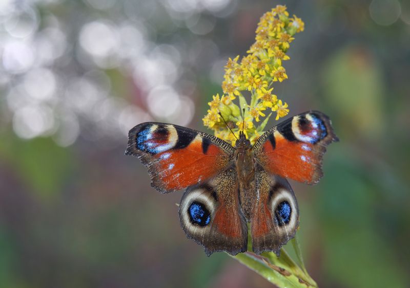 Бабочка, Павлиний глаз Павлиний глаз фото превью
