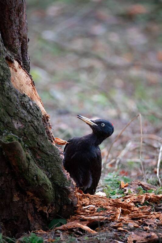 Желна фото превью