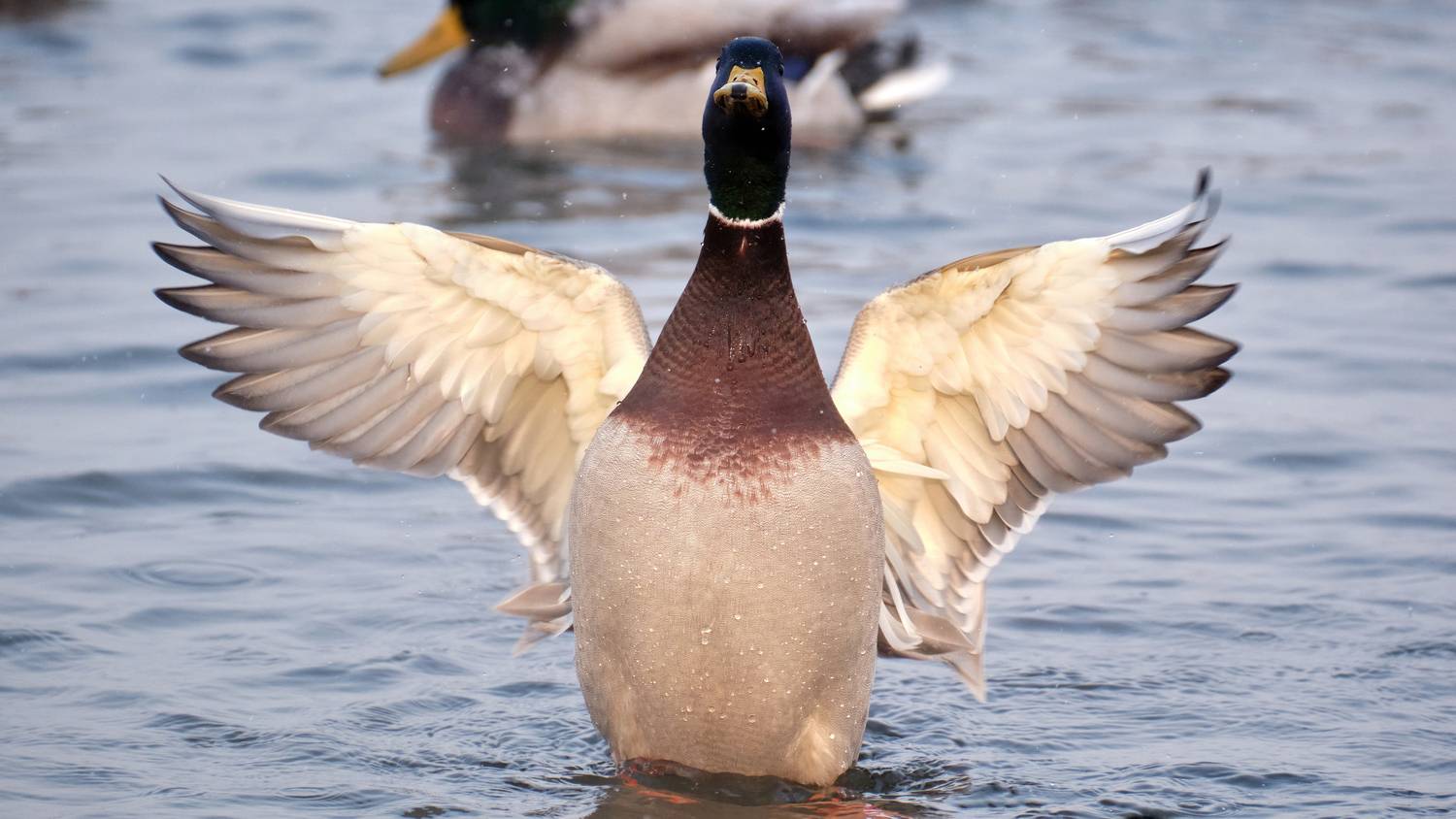 кряквы, утки, Багурский Алексей