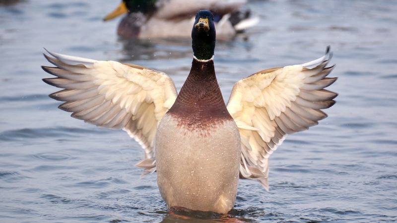 кряквы, утки Расправляя крылья фото превью