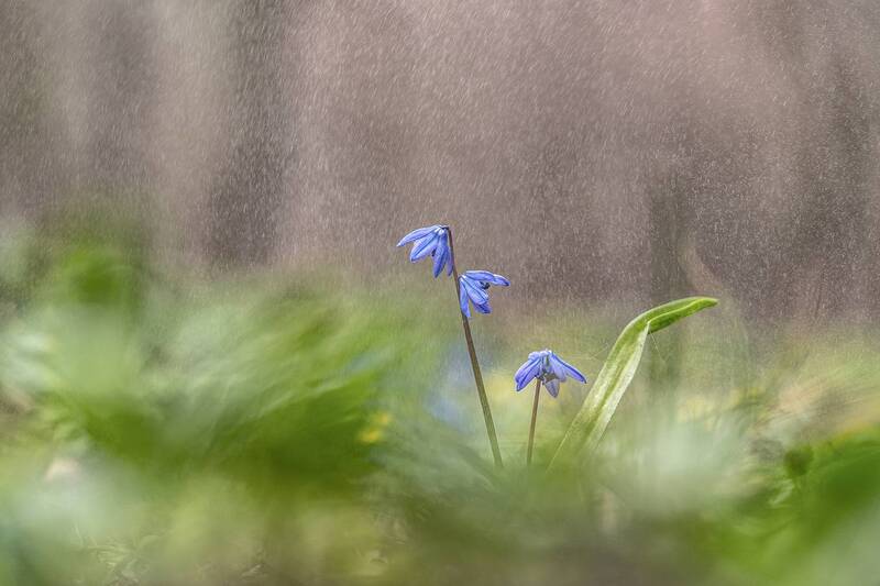 макро, цветы, пролески Первоцветы фото превью