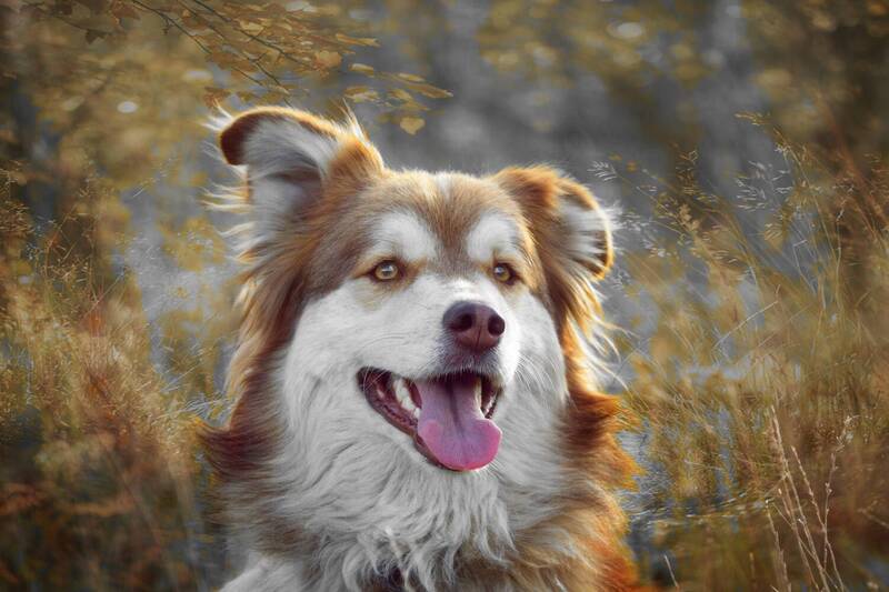 Мила фото превью