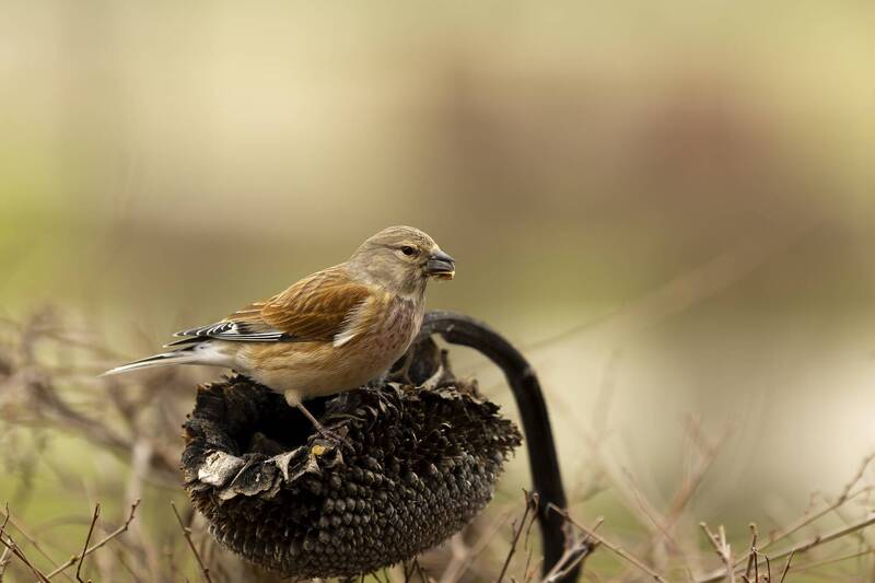 Коноплянки фото превью