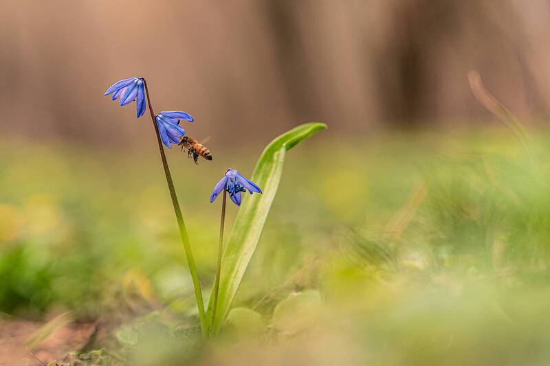 весна, макро, цветы, первоцветы, насекомые, пчела Первоцветы фото превью
