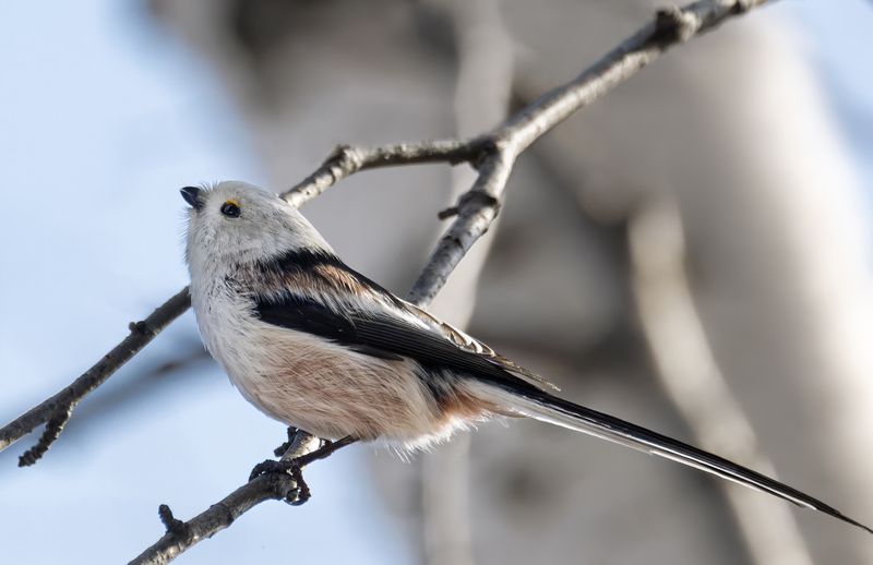 ополовник, птица, синица, природа, фотоохота, бёрдвотчинг Ополовник фото превью