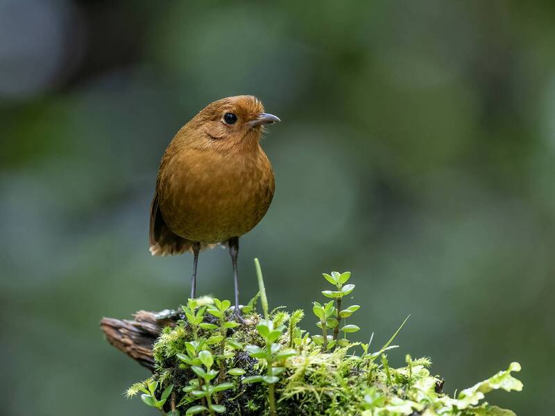Equatorial Antpitta фото превью