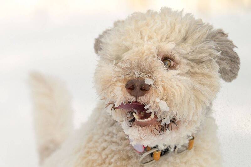 Ilon фото превью