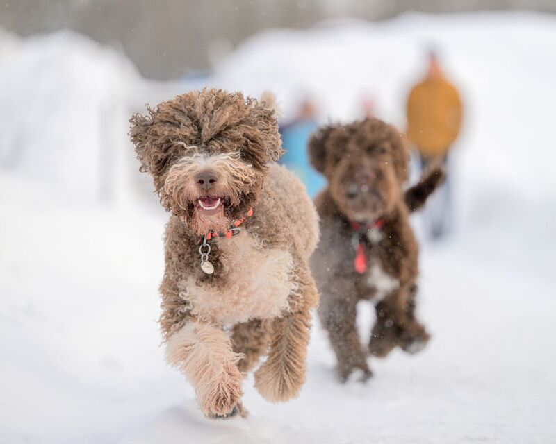 Party фото превью