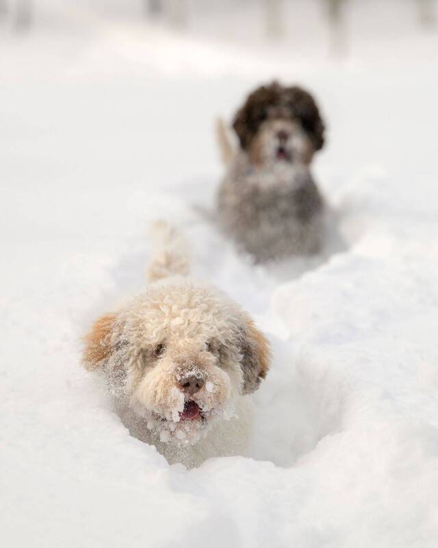 Ilon фото превью