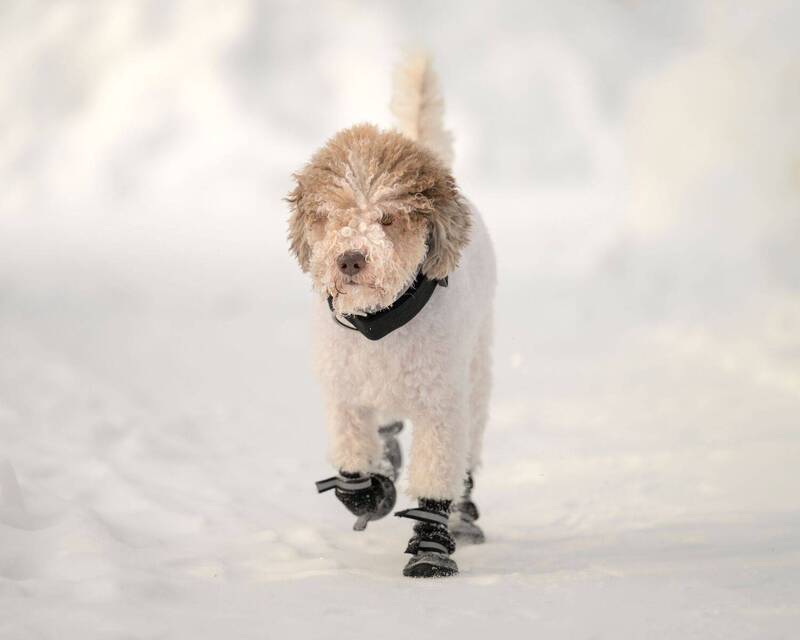 Zuzu фото превью