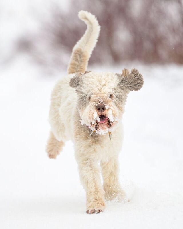 Ilon фото превью