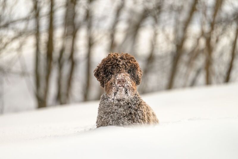 Dante фото превью