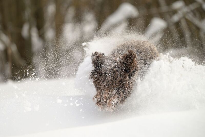Dante фото превью