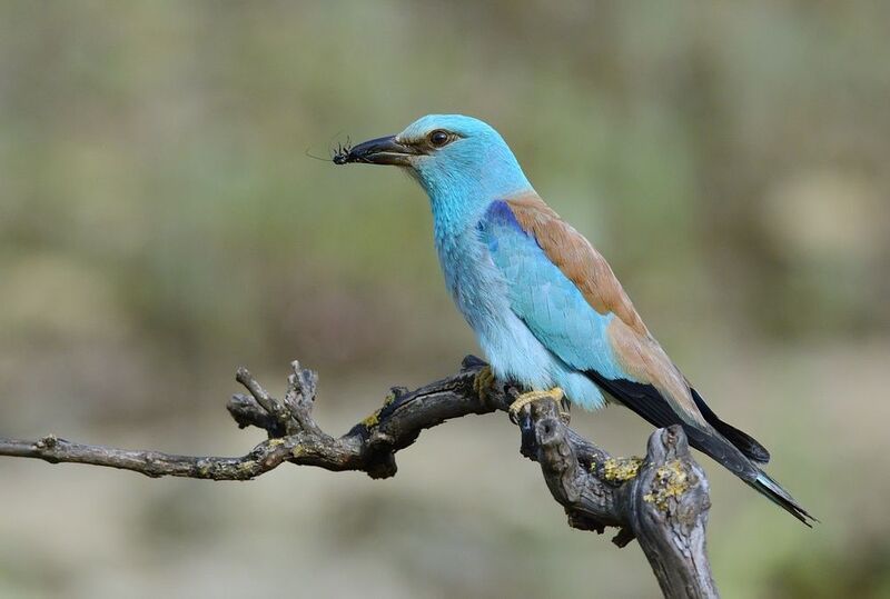 Сизоворонка и сверчок фото превью
