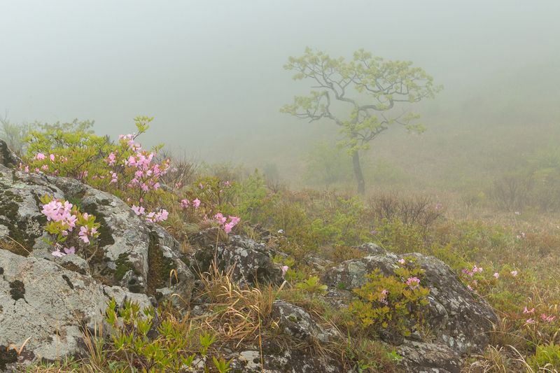 рододендрон шлиппенбаха/владивосток, туман Туманный Владивосток фото превью