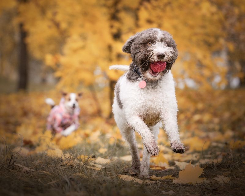 Chase фото превью