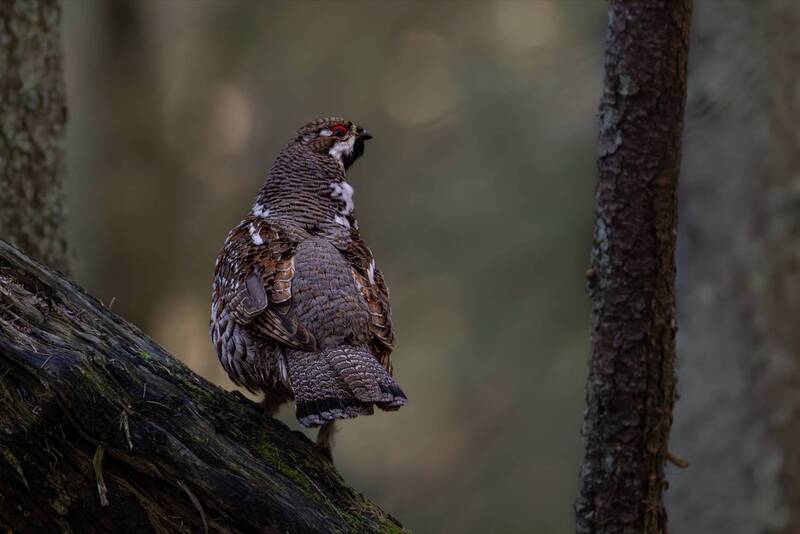 рябчик, птицы Рябчик фото превью