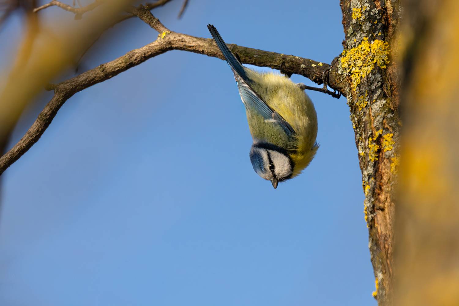 bluetit, tit, bird, wildlife, nature, birdphotography, birdwatching, branch, sunlight, smallbirds, лазоревка, синица, птица, весна, spring, ветка, Сергей Малинкин
