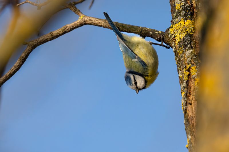 bluetit, tit, bird, wildlife, nature, birdphotography, birdwatching, branch, sunlight, smallbirds, лазоревка, синица, птица, весна, spring, ветка Upside Down into Spring фото превью