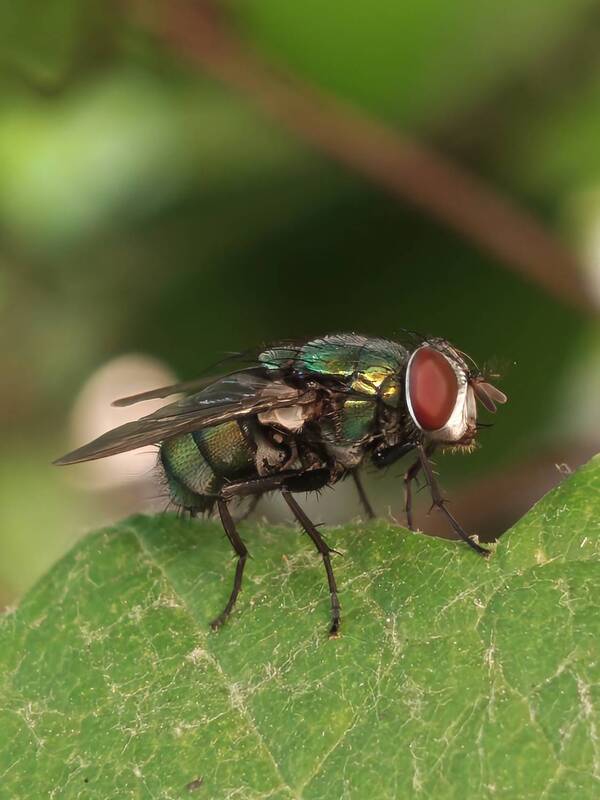 mobile photography, macro Mobile photography фото превью