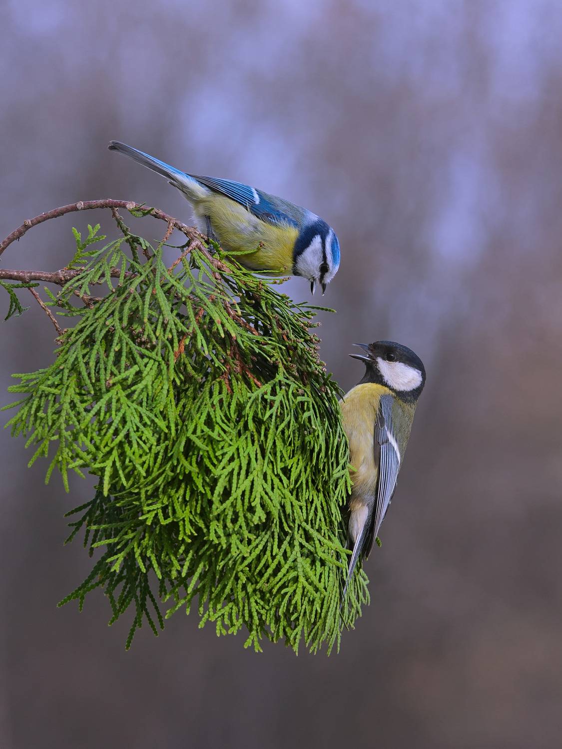 большая синица, parus major, лазоревка, parus caeruleus, sergey izoya