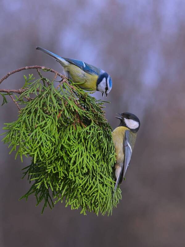 большая синица, parus major, лазоревка, parus caeruleus Синички сестрички фото превью