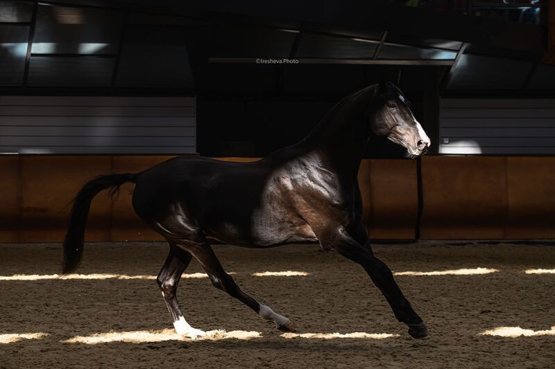 Ахалтекинская порода, Лошадь Чарыбек фото превью