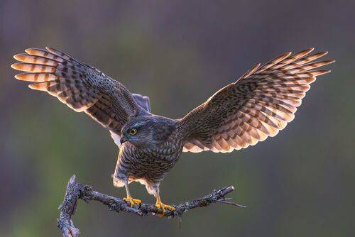 Eurasian sparrowhawk