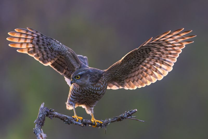 Eurasian sparrowhawk фото превью