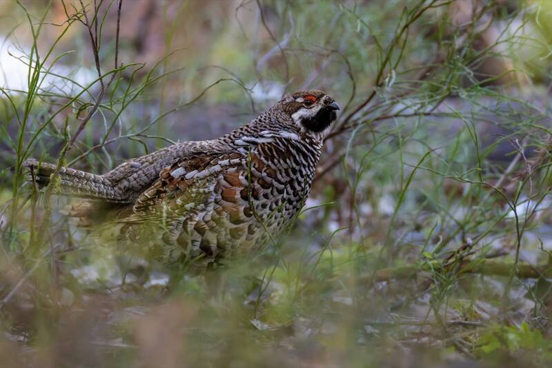 рябчик, птицы Рябчик фото превью