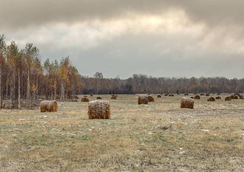Сибирская тайга. (5 фото) фото превью