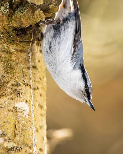 Солнечный поползень