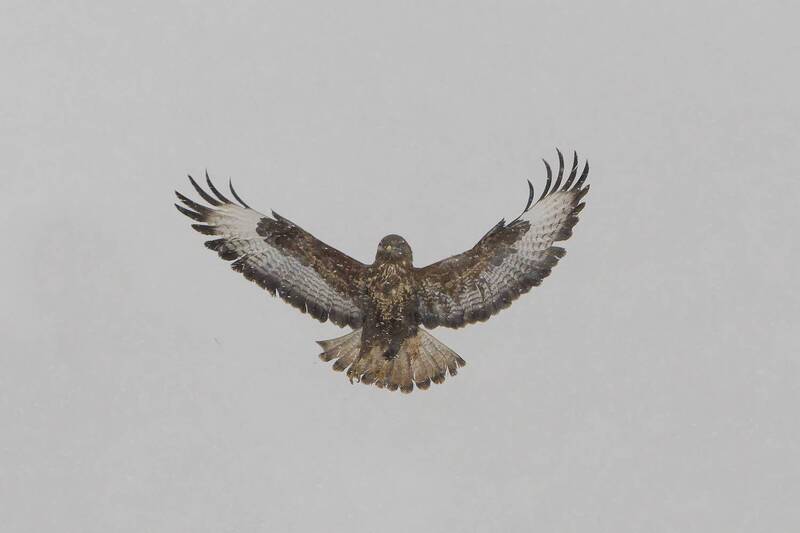 Снегурочка фото превью