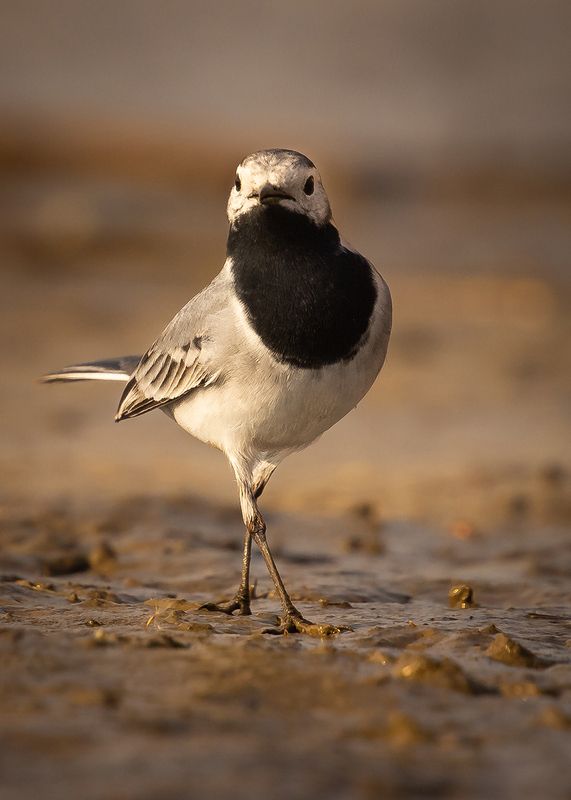 Wagtail фото превью