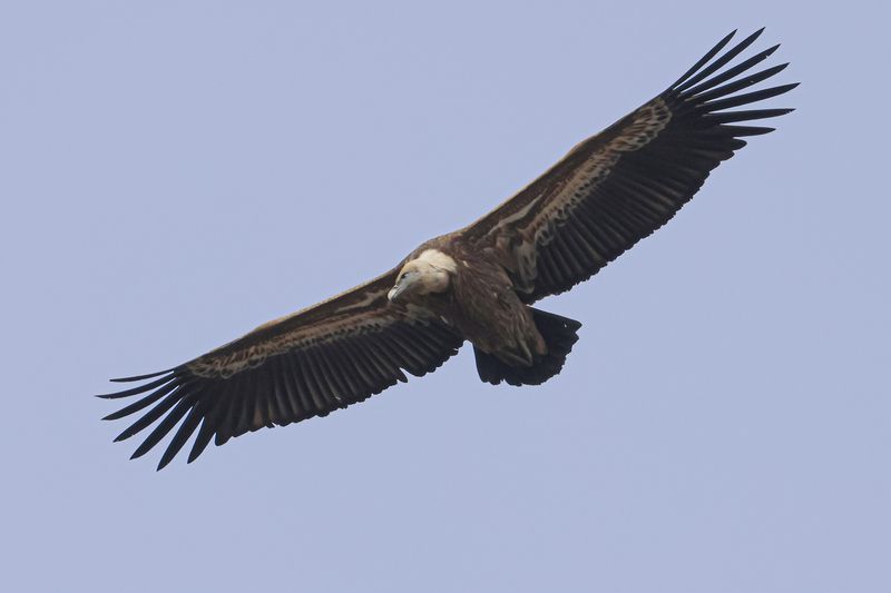 белоголовый сип, гриф, падальщик Белоголовый Сип.. фото превью