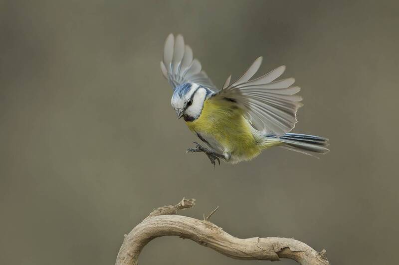 Lens and Feathers фото превью