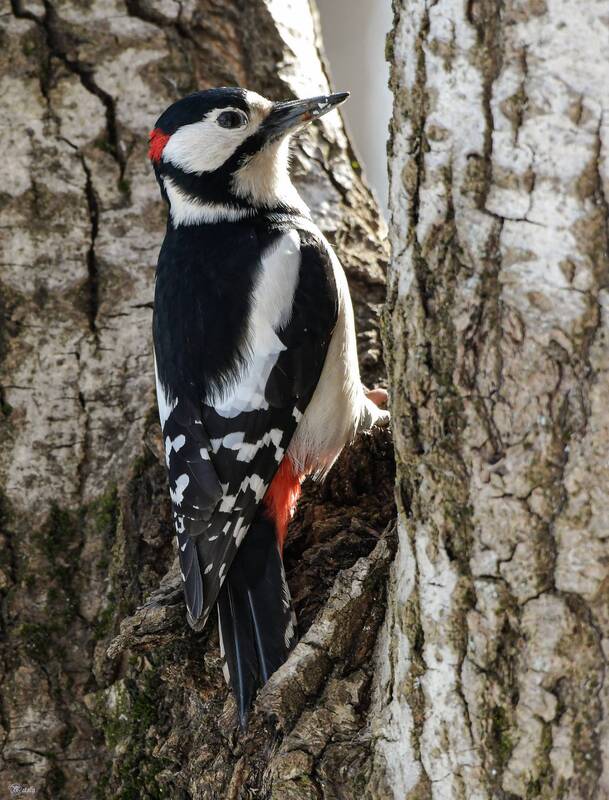 Большой пёстрый дятел - самец фото превью