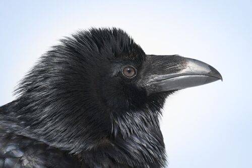 Прекрасный ворон