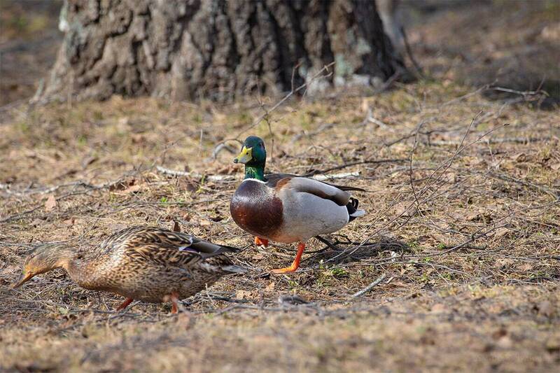 «Мы с Тамарой ходим парой» фото превью