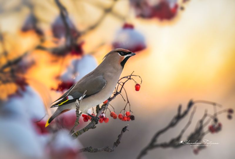 На закате дня фото превью